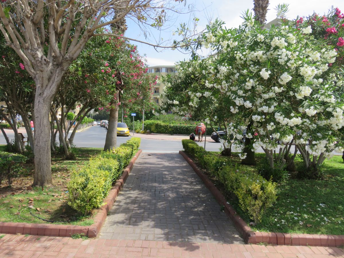 imagini hotel KLEOPATRA DREAMS BEACH